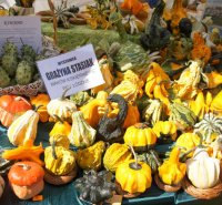 Mixer regionalny 2016